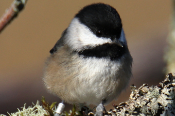 Black-capped Chickadee