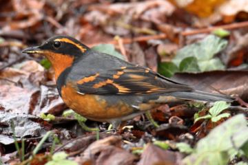 Varied Thrush