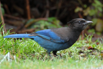 Steller’s Jay