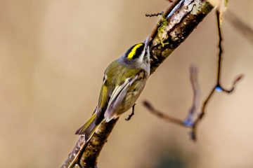 Golden-crowned Kinglet