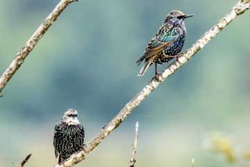 European Starling