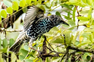 European Starling