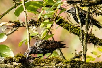 European Starling