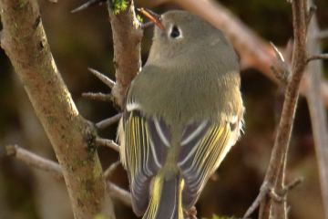 Orange-crowned Warbler