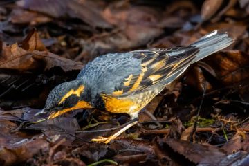 Varied Thrush