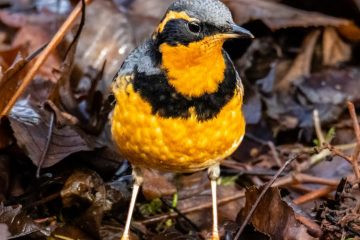 Varied Thrush