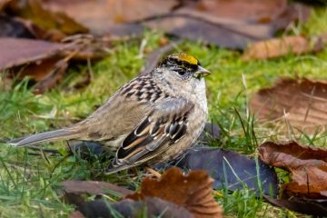 Golden-crowned Sparrow