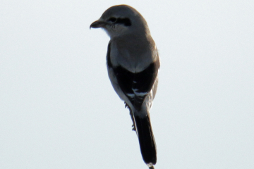 Northern Shrike