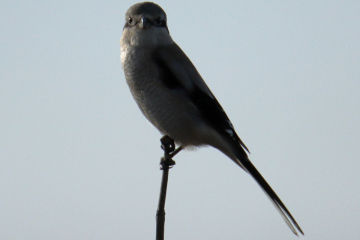 Northern Shrike