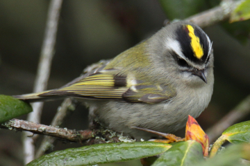 Golden-crowned Kinglet