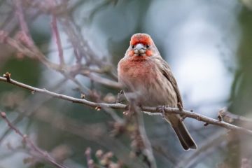 House Finch