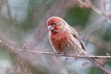 House Finch