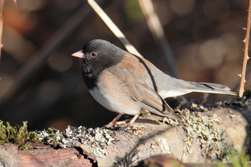 Dark-eyed Junco