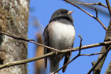 Dark-eyed Junco