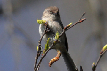 Bushtit