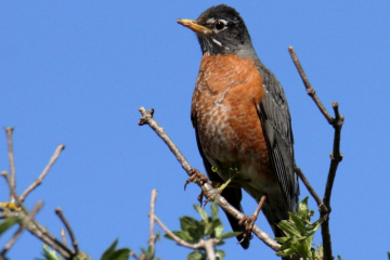 American Robin