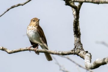 Hermit Thrush