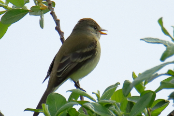 Willow Flycatcher