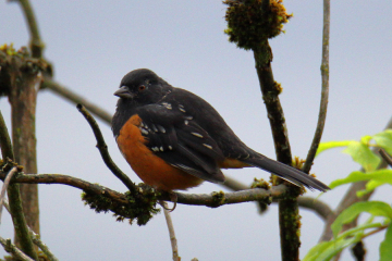 Spotted Towhee