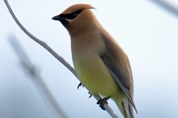 Cedar Waxwing