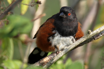 Spotted Towhee