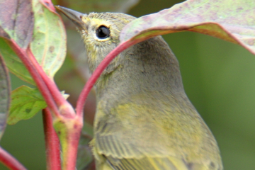 Ruby-crowned Kinglet