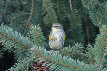 Yellow-rumped Warbler (Female)