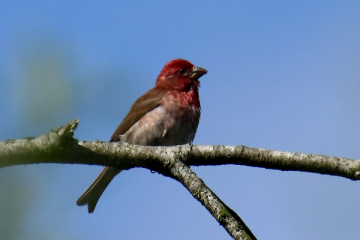 Purple Finch