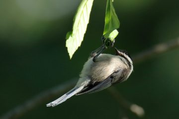 Black-capped Chickadee