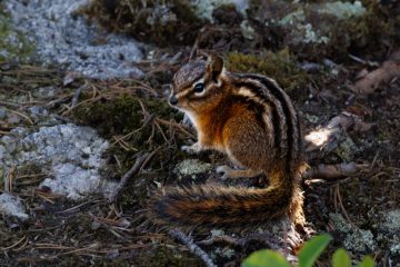 Friendly (too friendly) chipmunk