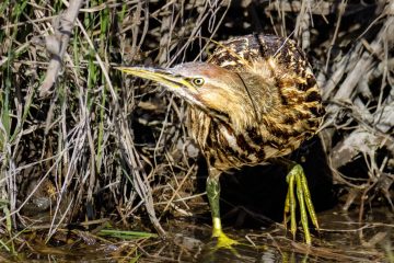 American Bittern