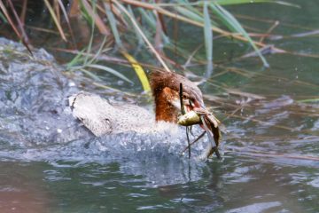 Common Merganser (Female)