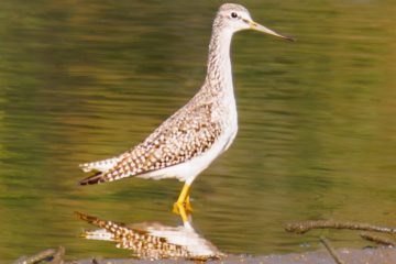 Greater Yellowlegs