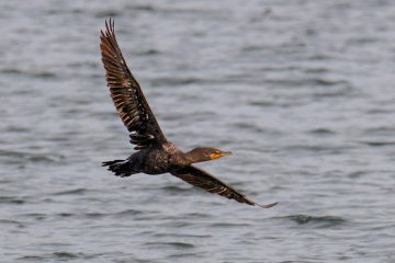 Double-crested Cormorant