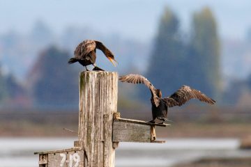 Double-crested Cormorant