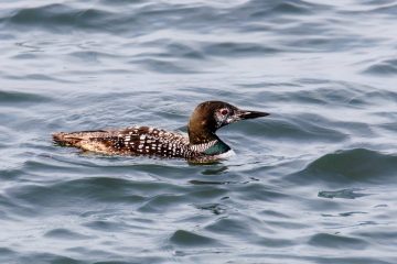 Common Loon