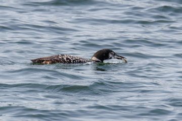 Common Loon