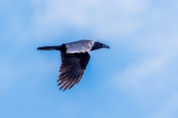 Turkey Vulture