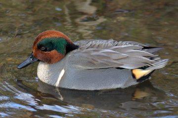 Green-winged Teal