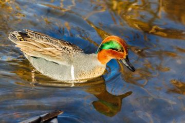 Green-winged Teal