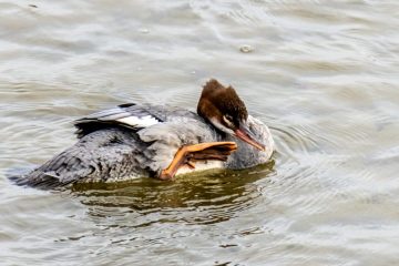 Common Merganser (Female)