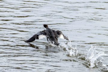 Common Merganser (Female)