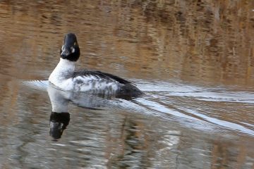 Common Golden Eye