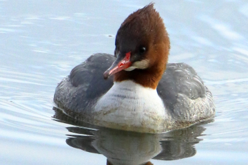 Common Merganser  (Female)