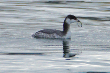 Common Loon