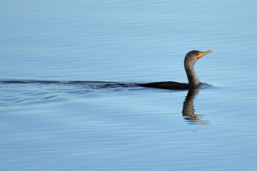 Double-crested Cormorant