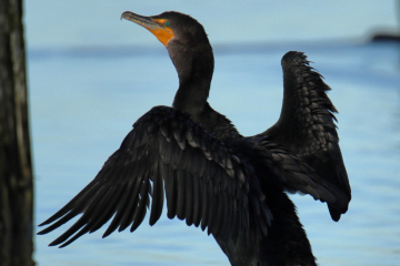 Double-crested Cormorant