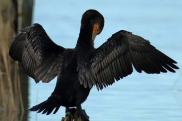 Double-crested Cormorant