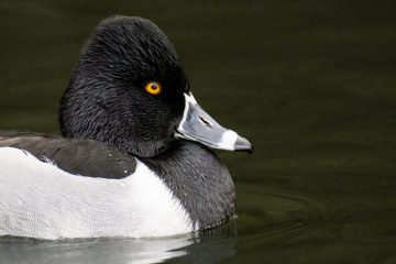 Ring-necked Duck (Male)