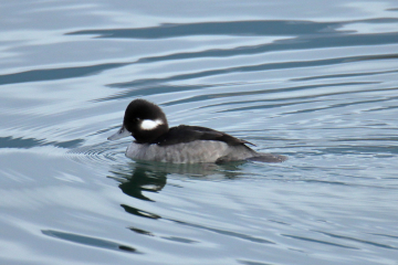 Common Goldeneye